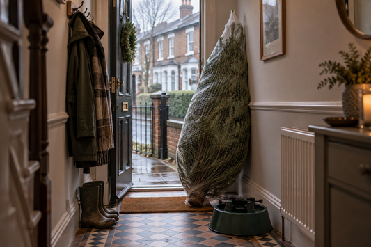 Netted real Christmas tree just delivered, inside the front door of a terraced house