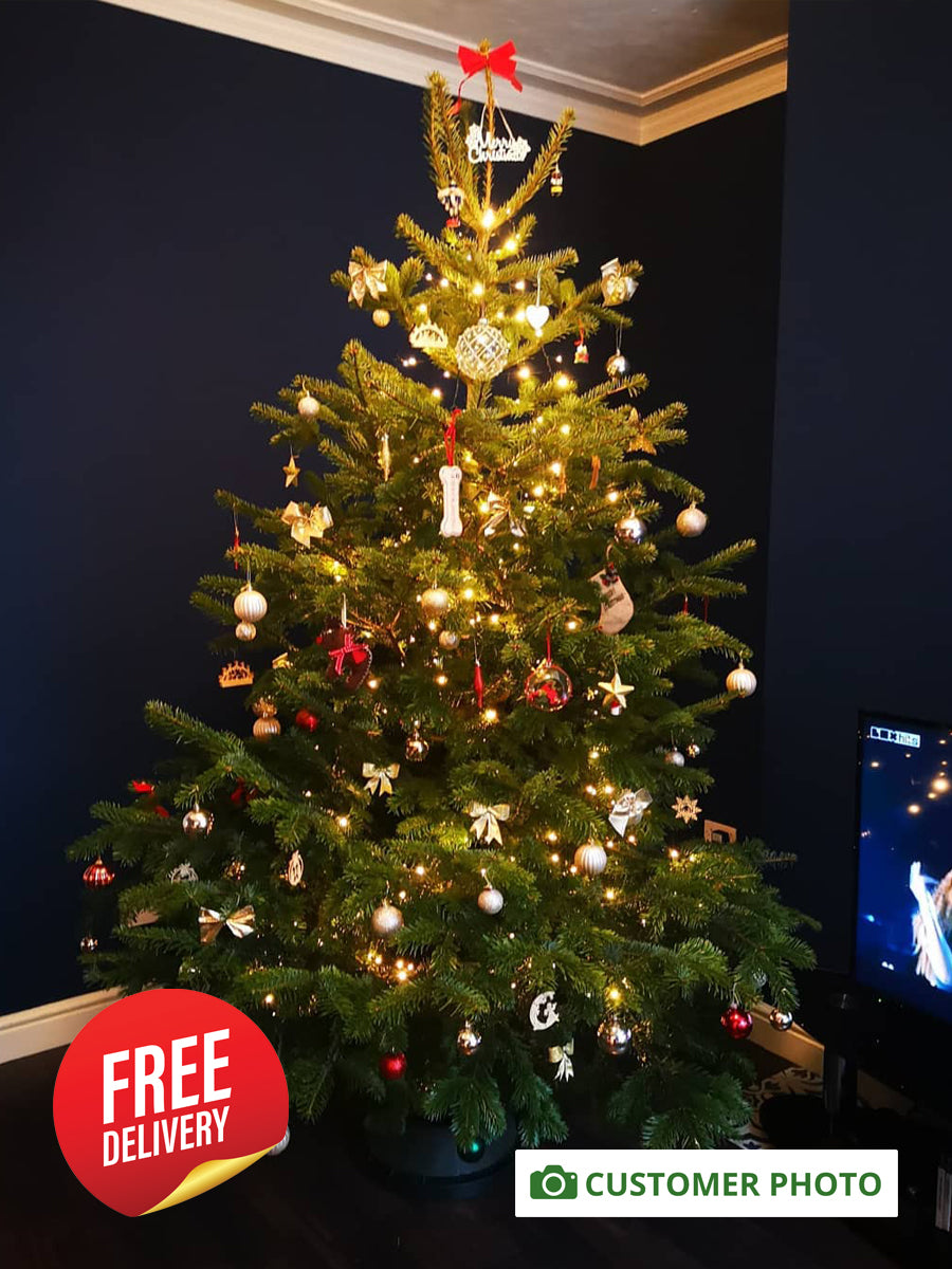 6ft - 7ft Nordnann Fir Christmas Tree
