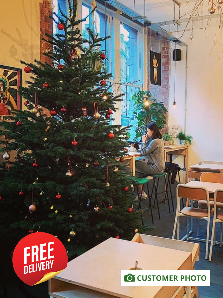 7ft - 8ft Nordnann Fir Christmas Tree