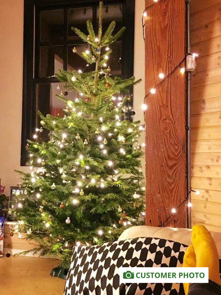 8ft - 9ft Nordnann Fir Christmas Tree