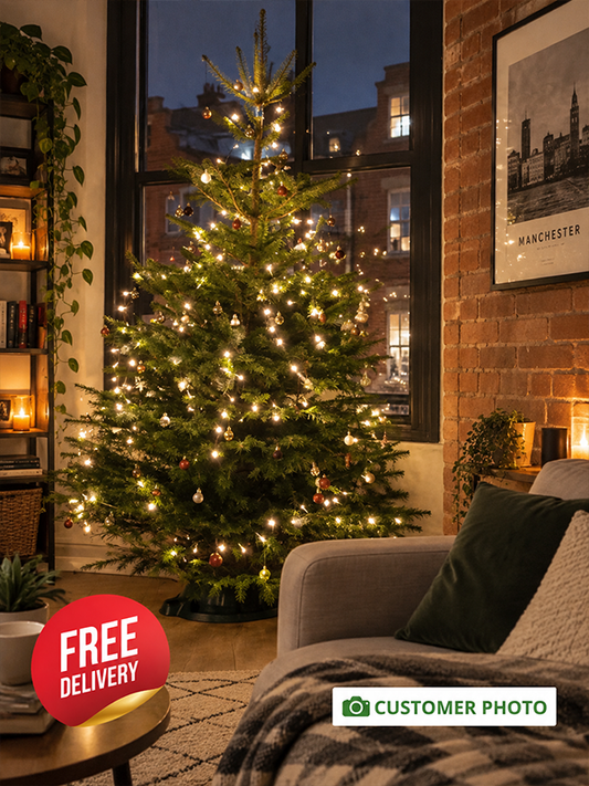 8ft - 9ft Nordmann Fir Christmas Tree