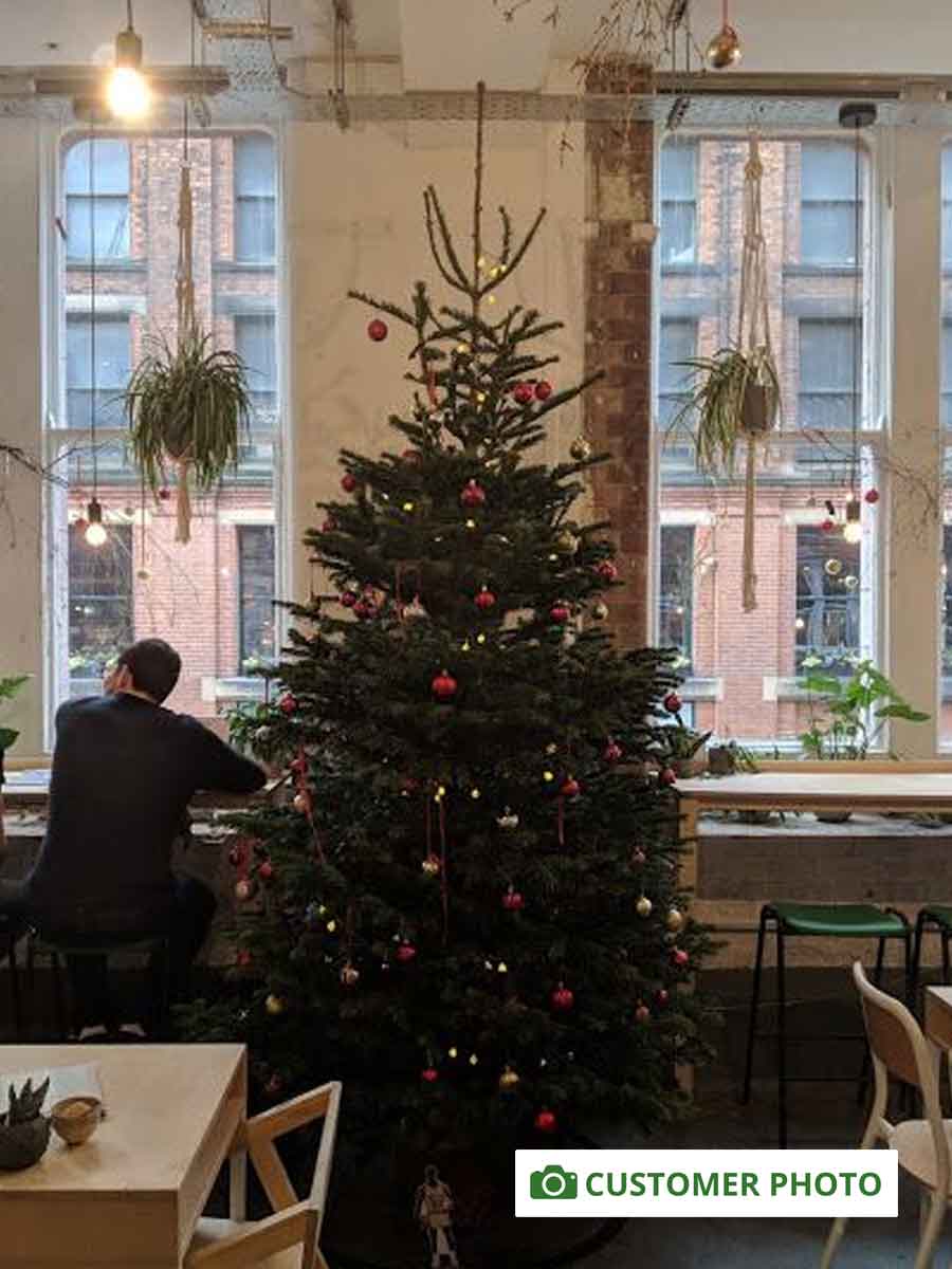 9t - 10ft Nordnann Fir Christmas Tree