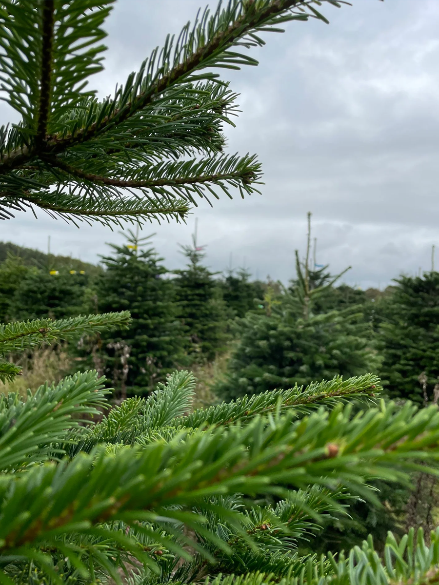 Christmas tree field