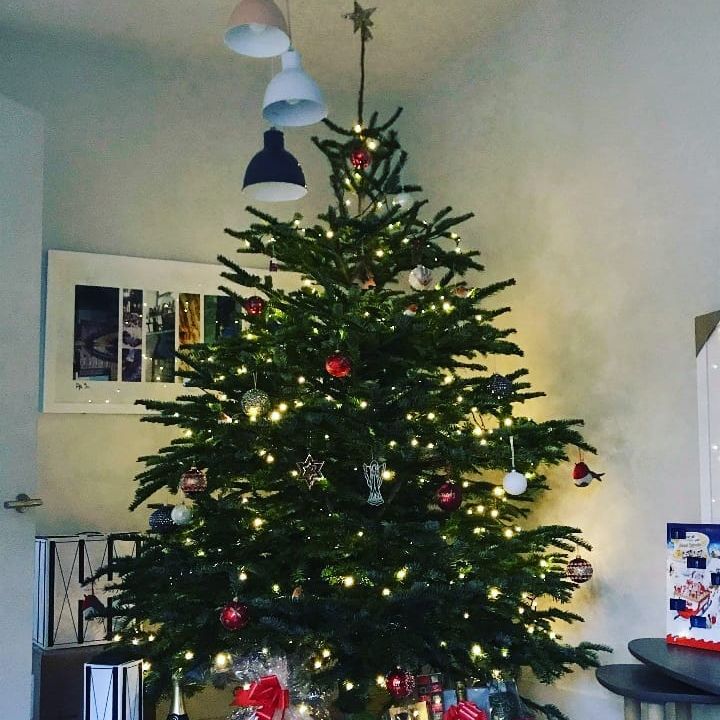 7ft - 8ft Nordnann Fir