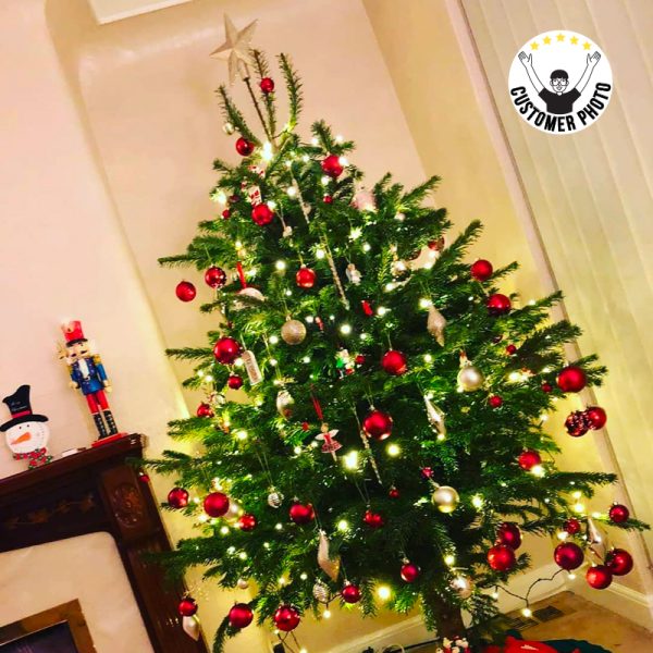 5-6ft Christmas Tree