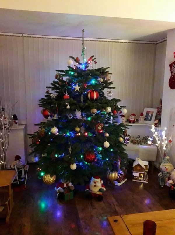 6ft to 7ft Christmas Tree | Nordmann Fir | Real Xmas Trees | £53 Delivered